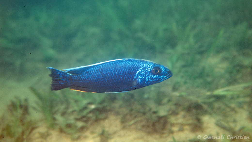 Sciaenochromis fryeri, in situ à Namalenje Island