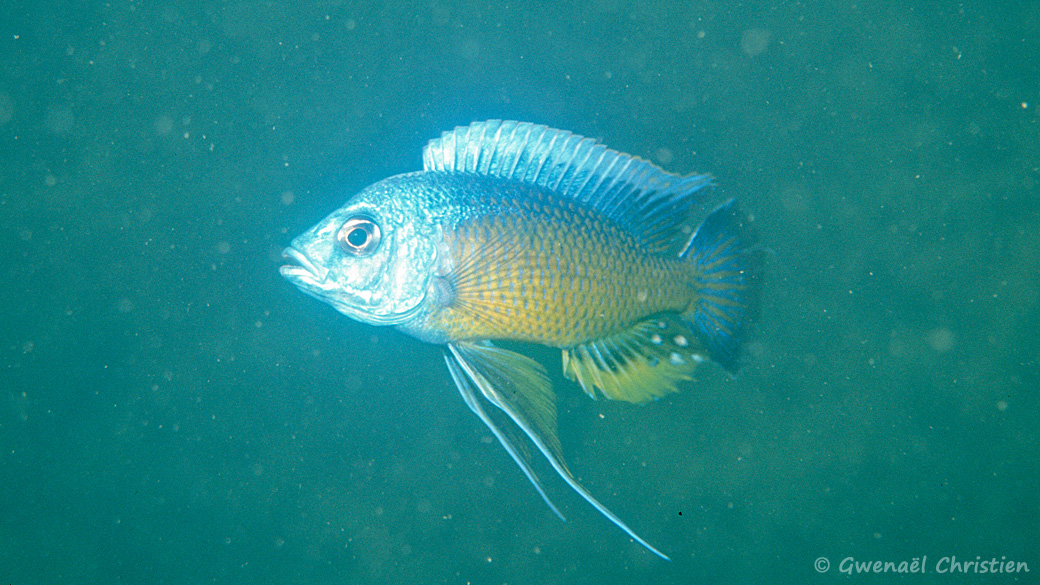 Copadichromis borleyi, in situ à Namalenje Island