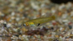 Girardinus uninotatus, mâle (Aquabeek, Pays-Bas, mars 2011)