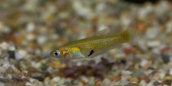 Girardinus uninotatus, mâle (Aquabeek, Pays-Bas, mars 2011)