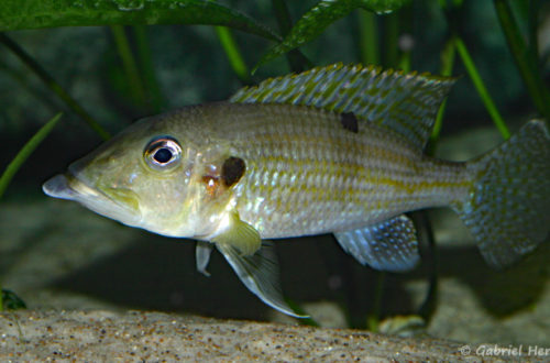 Gnathochromis permaxillaris (octobre 2010)