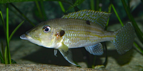 Gnathochromis permaxillaris (octobre 2010)