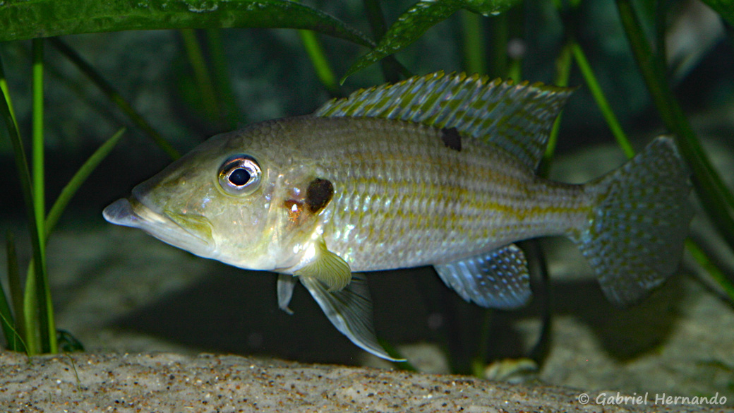 Gnathochromis permaxillaris (octobre 2010)