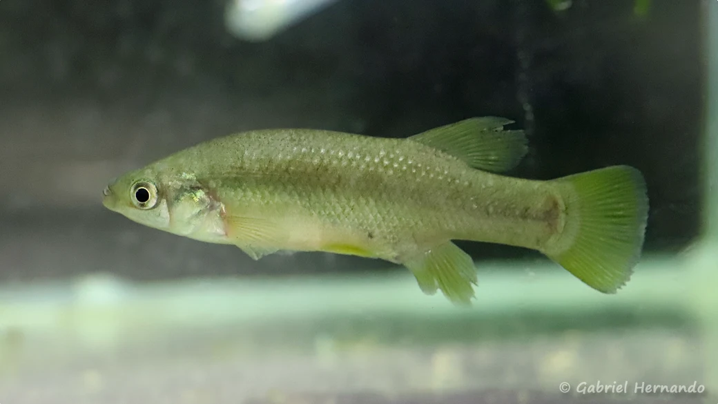 Goodea atripinnis, Presa de Cocula, Mexique (congrès AFV, octobre 2022)