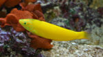 Halichoeres chrysus (Zoo Jazac, Duisbourg, mars 2011)