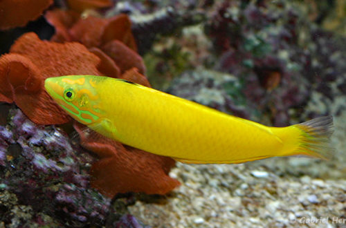 Halichoeres chrysus (Zoo Jazac, Duisbourg, mars 2011)