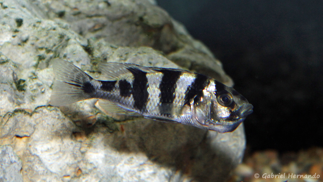 Haplochromis latifasciatus, femelle en incubation (Club aquariophile de Vernon, février 2014)