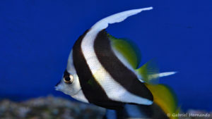 Heniochus acuminatus (Zoo Jazac, Duisbourg, mars 2011)