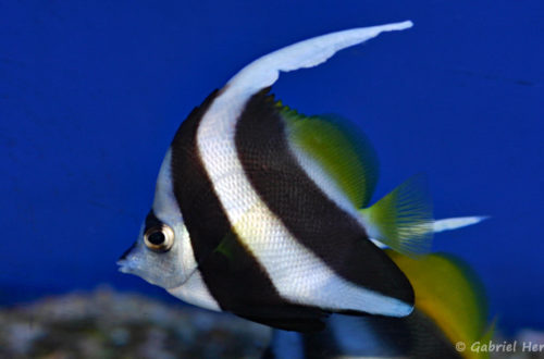 Heniochus acuminatus (Zoo Jazac, Duisbourg, mars 2011)