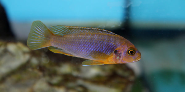 Iodotropheus sprengerae (Aqua Treff, Meerbusch, Allemagne, mai 2014)