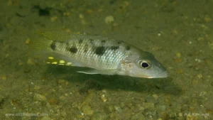 Stigmatochromis macrorhynchos