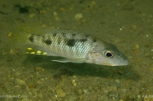Stigmatochromis macrorhynchos