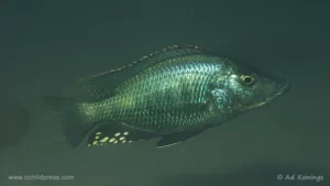Stigmatochromis melanchros