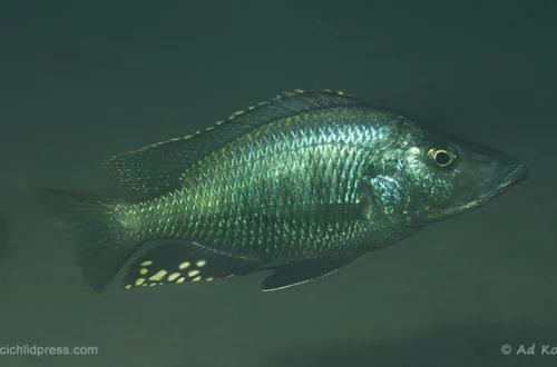 Stigmatochromis melanchros