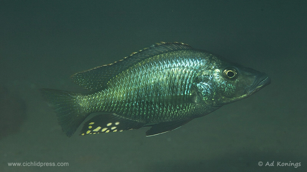 Stigmatochromis melanchros