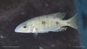 Stigmatochromis pholidophorus