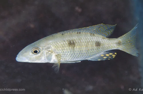 Stigmatochromis pholidophorus