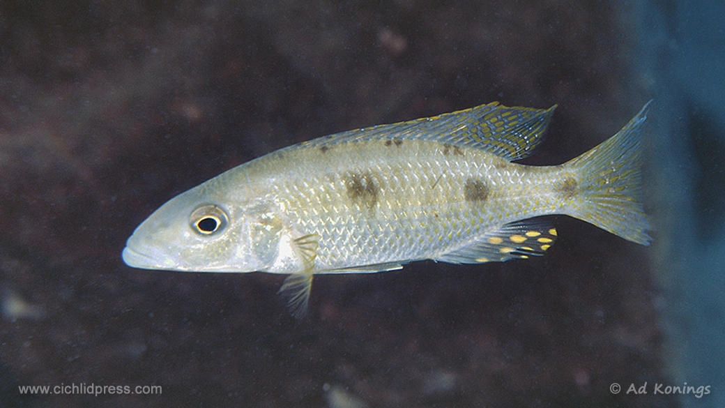 Stigmatochromis pholidophorus