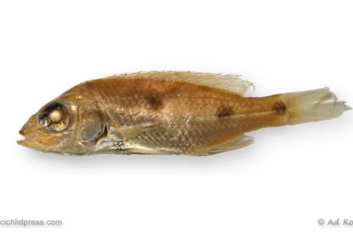 Stigmatochromis pleurospilus