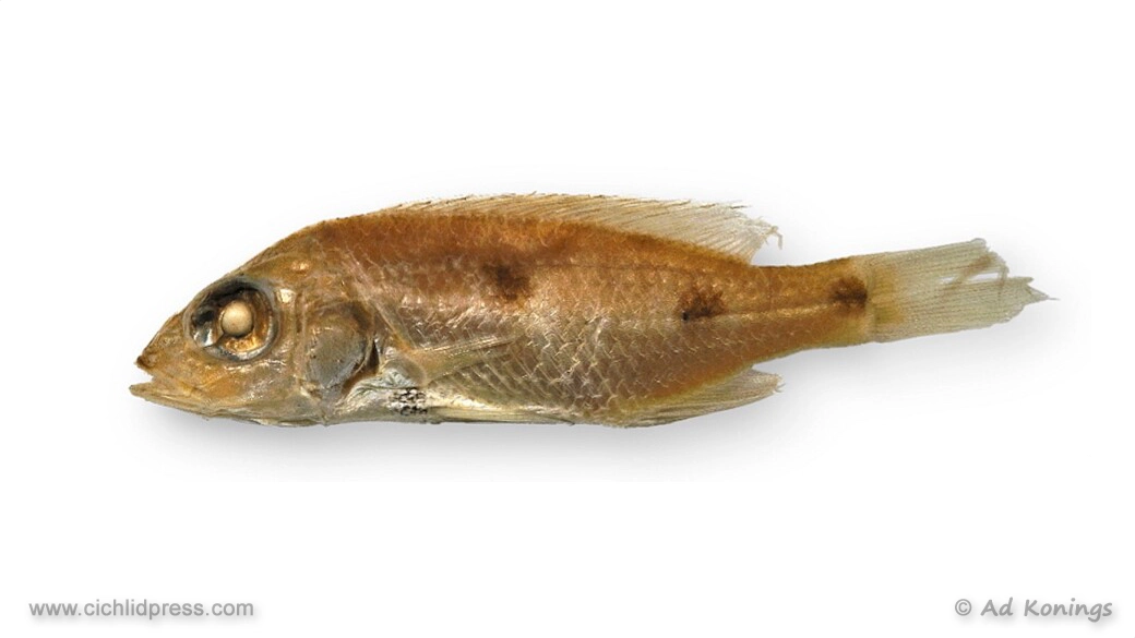 Stigmatochromis pleurospilus