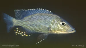Stigmatochromis woodi