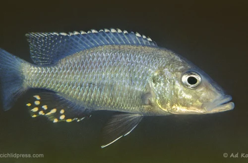 Stigmatochromis woodi