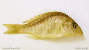 Taeniolethrinops cyrtonotus