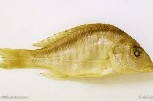 Taeniolethrinops cyrtonotus