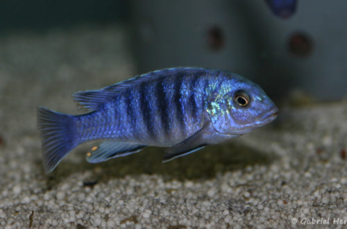 Labidochromis freibergi (Abysse, janvier 2009)