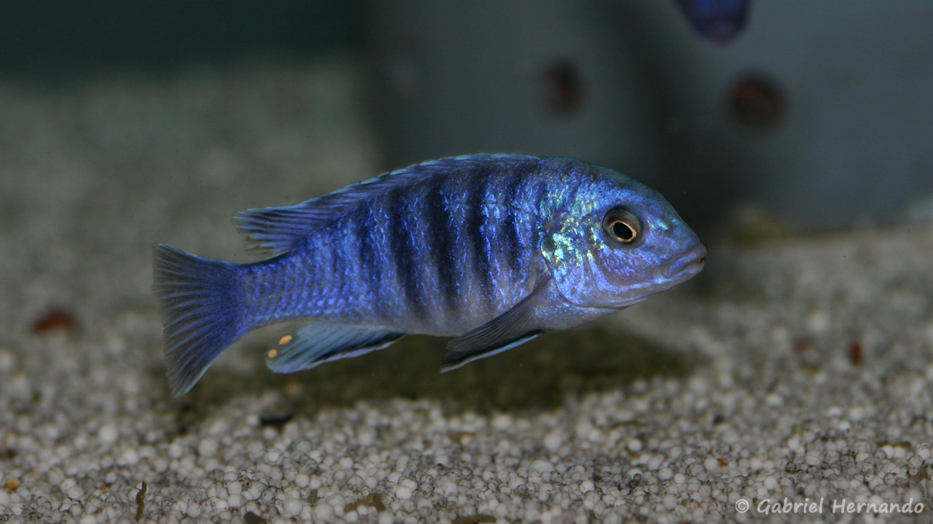 Labidochromis freibergi (Abysse, janvier 2009)