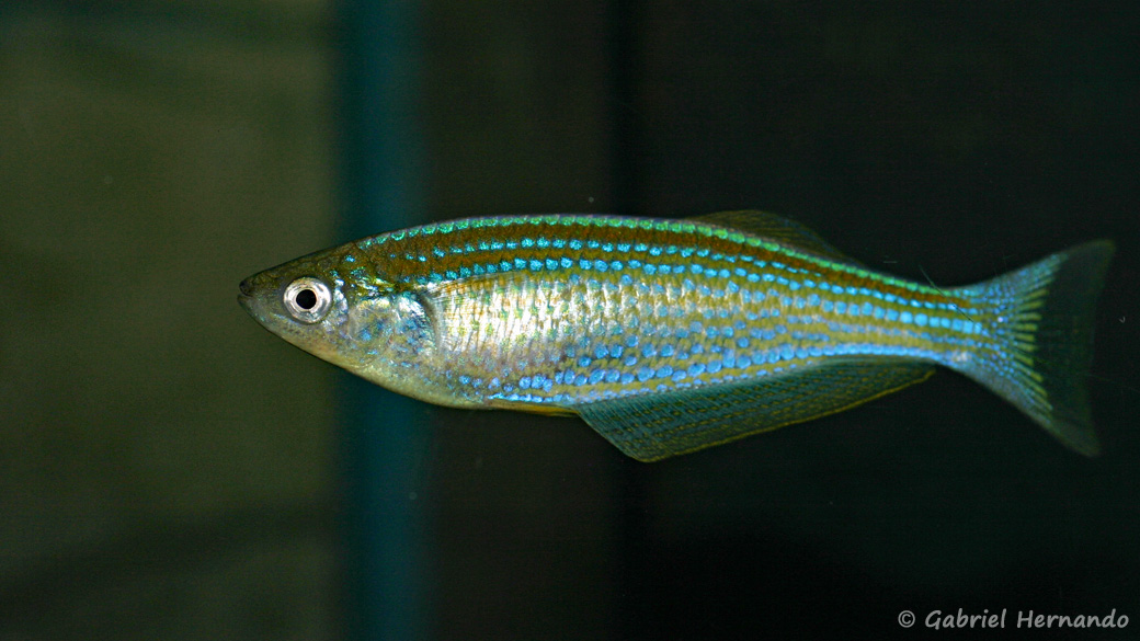 Lampricthys tanganyicanus (Aqua Treff, Duisbourg, février 2012)