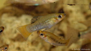 Limia perugiae (Hobby Zoo Tillman, Duisbourg, mai 2014)