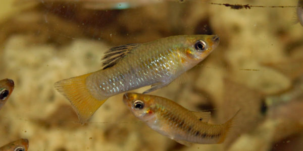 Limia perugiae (Hobby Zoo Tillman, Duisbourg, mai 2014)