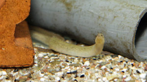 Mastacembelus shiranus (Veruijn Cichlids, Pays Bas, mai 2005)