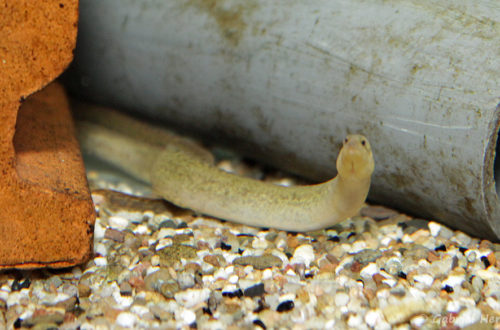 Mastacembelus shiranus (Veruijn Cichlids, Pays Bas, mai 2005)