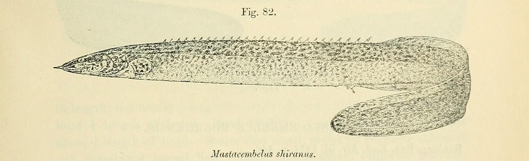 Illustration de Mastacembelus shiranus, extraite de "Catalogue of the fresh-water fishes of Africa in the British Museum" (Natural History), par Boulenger 1909