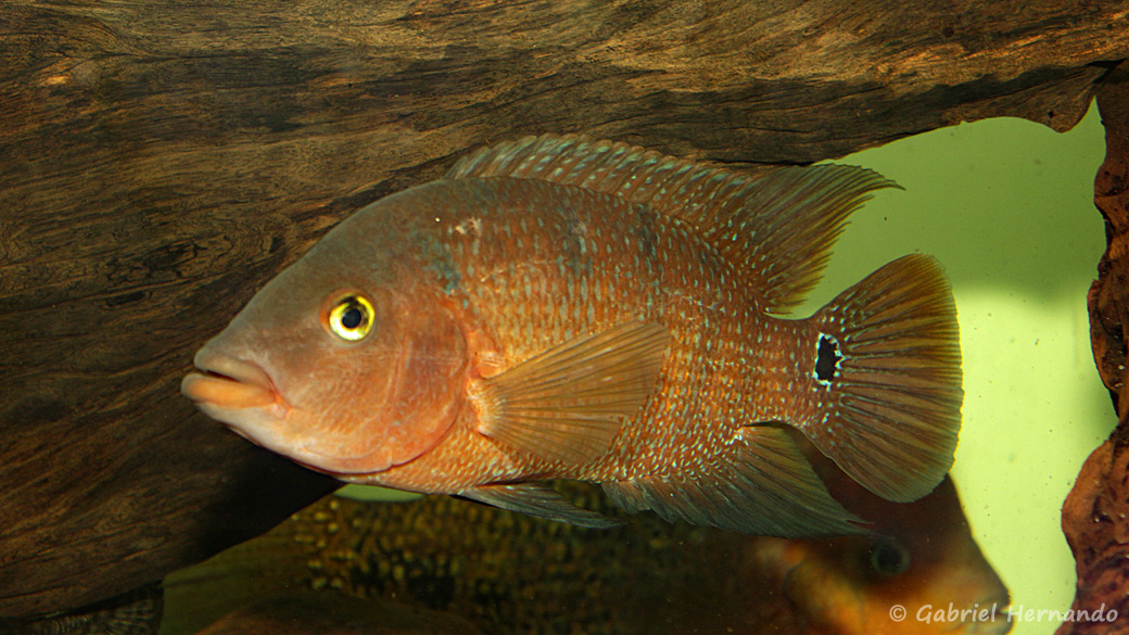 Mayaheros urophthalmus (Hobby Zoo Tillman, Duisbourg, mai 2014)