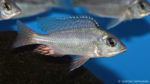 Mylochromis incola (Aqua Treff, Meerbusch, mars 2011)