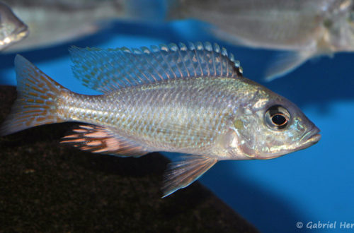 Mylochromis incola (Aqua Treff, Meerbusch, mars 2011)