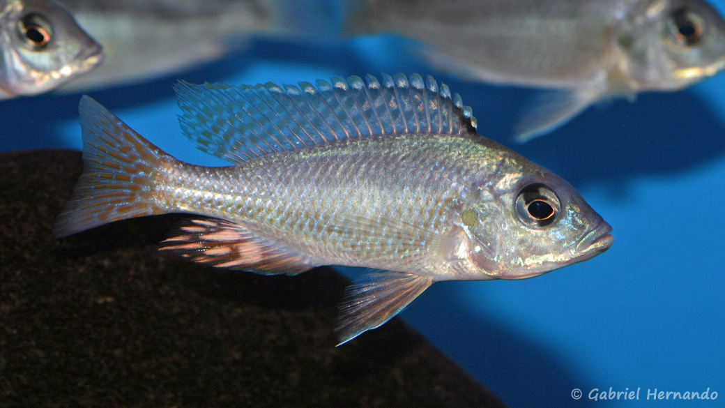 Mylochromis incola (Aqua Treff, Meerbusch, mars 2011)