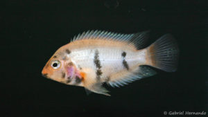 Panamius panamensis