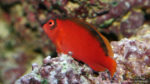 Neocirrhites armatus (Zoo Jazac, Duisbourg, mars 2011)