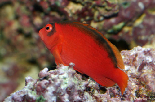Neocirrhites armatus (Zoo Jazac, Duisbourg, mars 2011)