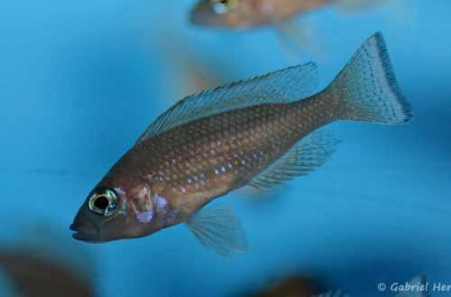 Neolamprologus leloupi (Aqua Treff, Duisbourg, février 2012)