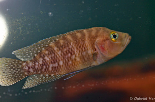 Neolamprologus obscurus (Aqua Treff, Duisbourg, mai 2013)