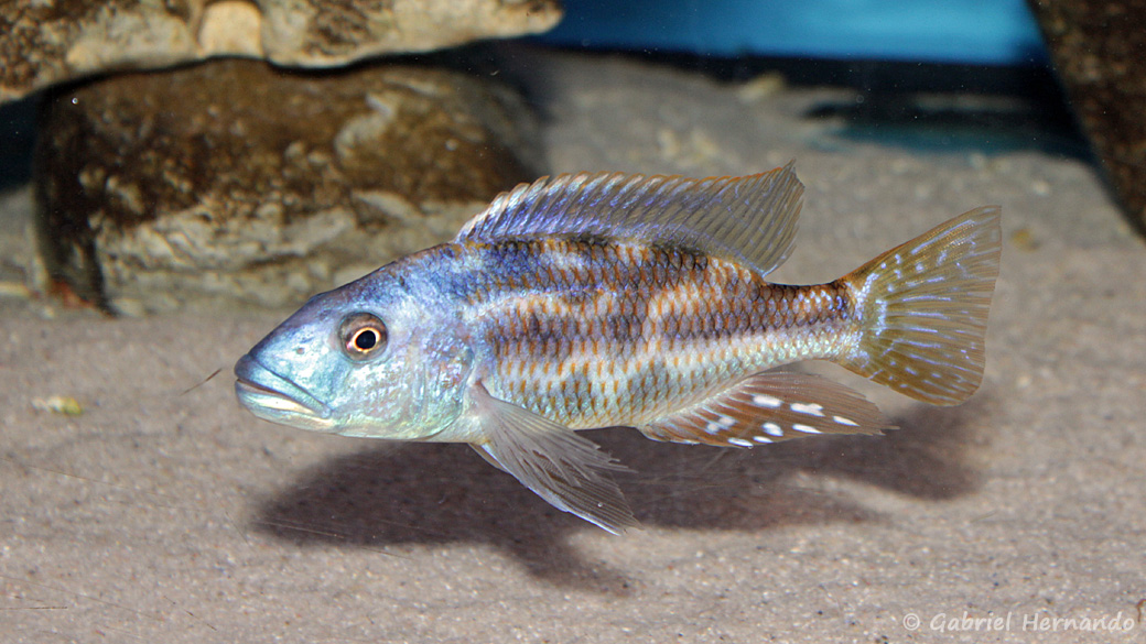 Nimbochromis fuscotaeniatus mâle (Aqua Treff, Meerbusch, Allemagne, mai 2014)