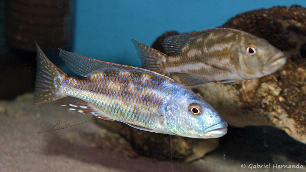 Nimbochromis fuscotaeniatus mâle et femelle (Aqua Treff, Meerbusch, Allemagne, mai 2014)
