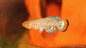 Nothobranchius rachovii (Aquabeek, Pays Bas, mais 2014)