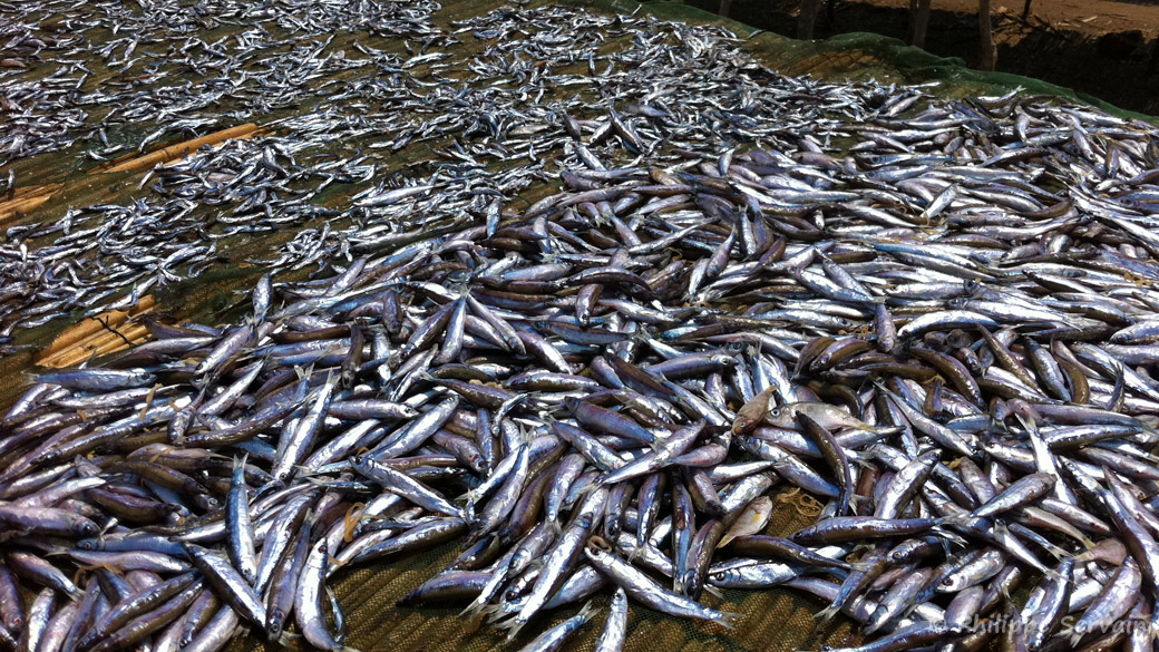 A Nkopola, Malawi, séchage des usipas