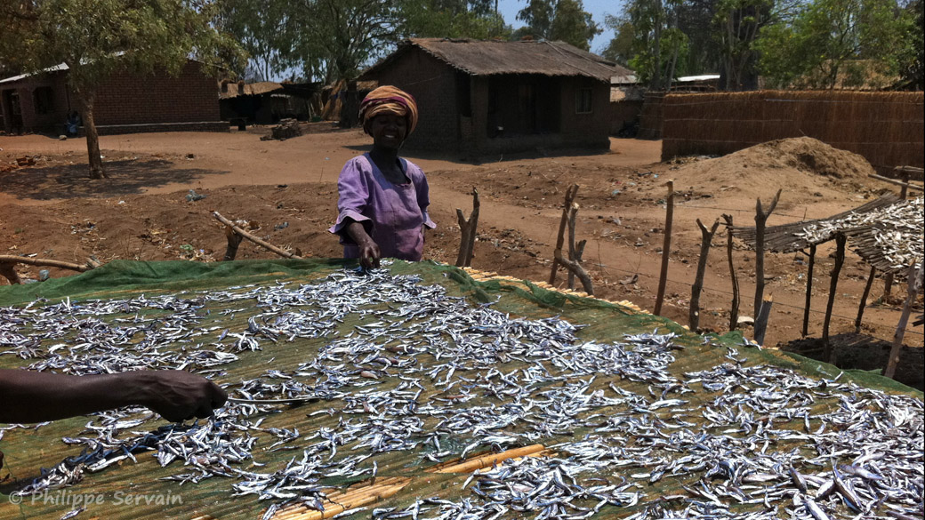 A Nkopola, MAlawi, séchage des usipas